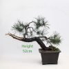 Scots Pine Part Trained Bonsai Number 560 available to buy from All Things Bonsai Sheffield Yorkshire UK