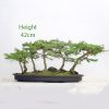Japanese Larch Bonsai Tree Group available to buy from All Things Bonsai Sheffield Yorkshire UK