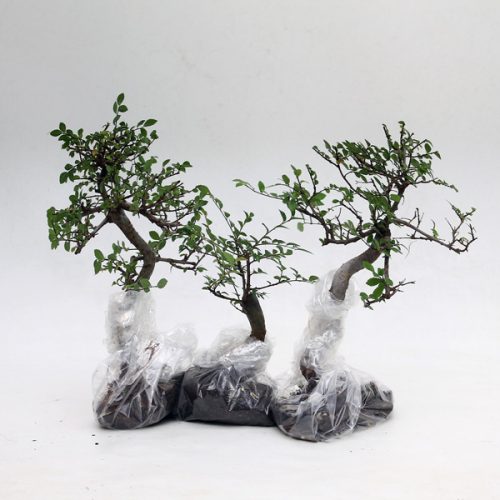 Project Elms for Groups and Growing On available to buy from All Things Bonsai Sheffield Yorkshire with free UK delivery