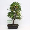 Oak Bonsai Tree Part Trained Number 508 available to buy from All Things Bonsai Sheffield Yorkshire UK
