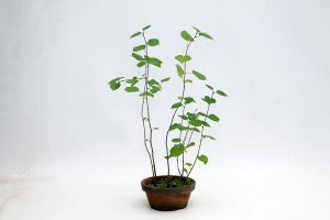 Bonsai Seed Kit Questions