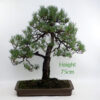 Scots Pine Bonsai Number 649 available to buy from All Things Bonsai Sheffield Yorkshire UK