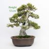 Lonicera Bonsai Tree number 463 available to buy from All Things Bonsai Sheffield Yorkshire UK