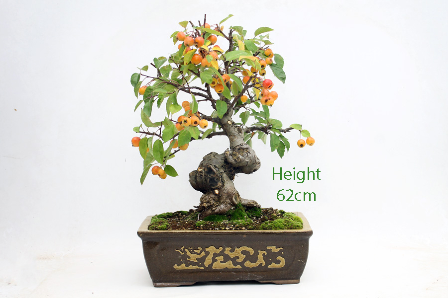 Crab Apple Flowering Bonsai Tree Malus Number 478 ALL THINGS BONSAI