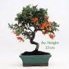 Pyracantha Flowering Bonsai Tree available to buy from All Things Bonsai Sheffield Yorkshire with free UK delivery