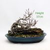 Rowan Bonsai Tree Number 495 available to buy from All Things Bonsai Sheffield Yorkshire UK