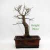 Japanese Maple Bonsai Tree Part Trained Number 515 available to buy from All Things Bonsai Sheffield Yorkshire UK