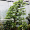 Hornbeam Bonsai Tree Number 719 available to buy from All Things Bonsai Sheffield Yorkshire UK