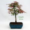 Acer Palmatum Deshojo Japanese Maple Bonsai Tree Number 304 available to buy from All Things Bonsai Sheffield Yorkshire with free UK delivery
