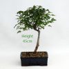 Trident Maple Bonsai Tree Number 556 available to buy from All Things Bonsai Sheffield Yorkshire with free UK delivery