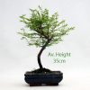 Dawn Redwood Bonsai Tree Part Trained 35cm available to buy from All Things Bonsai Sheffield Yorkshire with free UK delivery