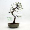 Chinese Elm Bonsai Tree Windswept available to buy from All Things Bonsai Sheffield Yorkshire with free UK delivery