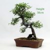 Chinese Elm Bonsai Tree Number 451 available to buy from All Things Bonsai Sheffield Yorkshire with free UK delivery