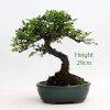 Chinese Elm Bonsai Tree Number 502 available to buy from All Things Bonsai Sheffield Yorkshire with free UK delivery