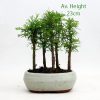 Dawn Redwood Bonsai Tree 5 Group Small available to buy from All Things Bonsai Sheffield Yorkshire with free UK delivery