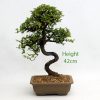 Chinese Elm Bonsai Tree Number 605 available to buy from All Things Bonsai Sheffield Yorkshire with free UK delivery