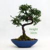 Chinese Elm Bonsai Tree Number 228 available to buy from All Things Bonsai Sheffield Yorkshire with free UK delivery