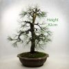 Scots Pine Bonsai Number 464 available to buy from All Things Bonsai Sheffield Yorkshire UK