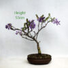 Wisteria Flowering Bonsai Tree Number 33Y available to buy online from All Things Bonsai Sheffield Yorkshire with free UK delivery