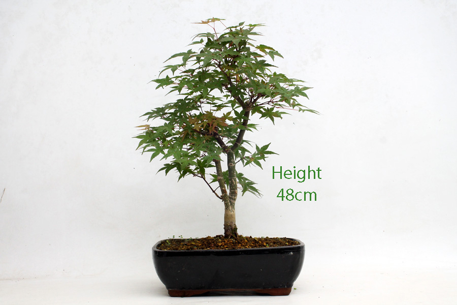Acer Palmatum Deshojo Japanese Maple Bonsai Tree Number 496 ALL
