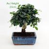 Carmona Flowering Bonsai Tree Broom Style Small available to buy from All Things Bonsai Sheffield Yorkshire with free UK delivery