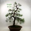 Scots Pine Bonsai Number 25 available to buy from All Things Bonsai Sheffield Yorkshire UK