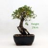 Chinese Elm Bonsai Tree Number 401 available to buy from All Things Bonsai Sheffield Yorkshire with free UK delivery