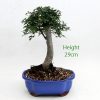 Chinese Elm Bonsai Tree Number 114 available to buy from All Things Bonsai Sheffield Yorkshire with free UK delivery