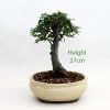 Chinese Elm Bonsai Tree Number 51 available to buy from All Things Bonsai Sheffield Yorkshire with free UK delivery