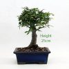 Chinese Elm Bonsai Tree Number 661 available to buy from All Things Bonsai Sheffield Yorkshire with free UK delivery