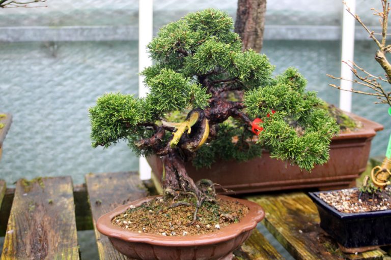 How much do bonsai trees cost? ALL THINGS BONSAI