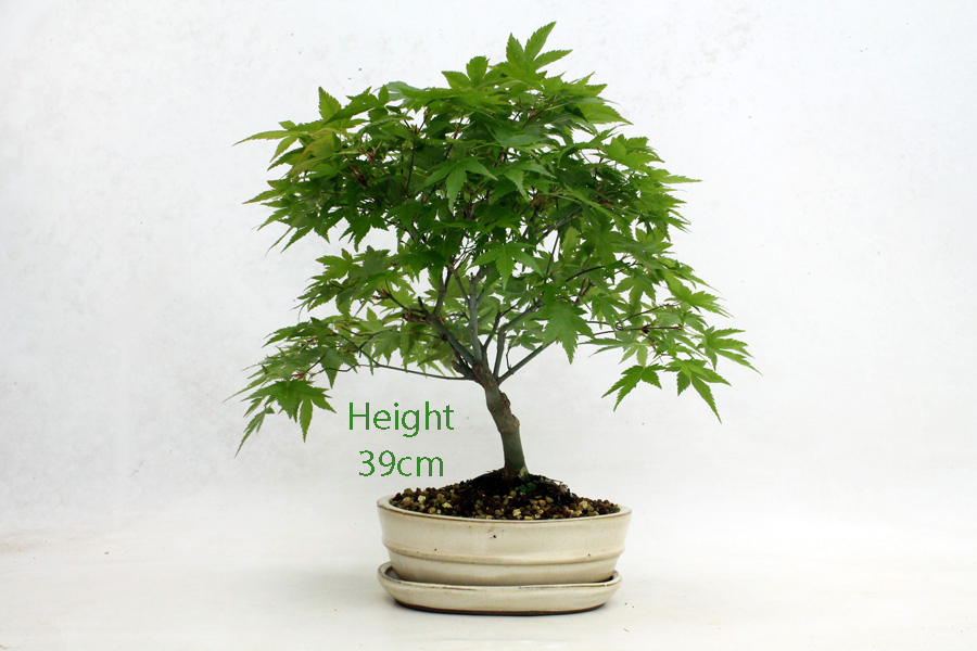 Acer Palmatum Kiyohime Japanese Maple Bonsai Tree Number 489 ALL