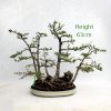 Larch Bonsai Tree Number 404 available to buy from All Things Bonsai Sheffield Yorkshire UK