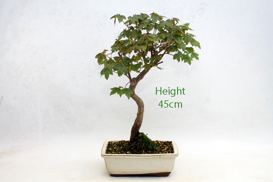 Trident Maple Bonsai Tree Number 456 All Things Bonsai