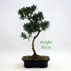 Buddhist Pine Podocarpus Bonsai Tree Number 538 available to buy from All Things Bonsai Sheffield Yorkshire with free UK delivery