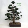 Blue Moss Cypress Bonsai Tree Number 1 available to buy from All Things Bonsai Sheffield Yorkshire UK