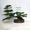 Larch Bonsai Tree Number 486 available to buy from All Things Bonsai Sheffield Yorkshire UK