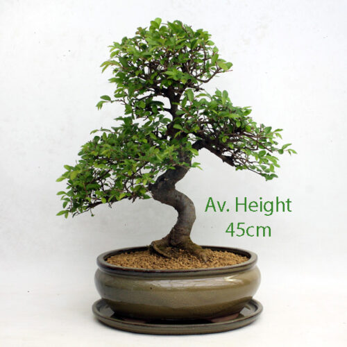 Large Chinese Elm Bonsai Tree Taupe Oval Pot And Tray available to buy from All Things Bonsai Sheffield Yorkshire with free UK delivery