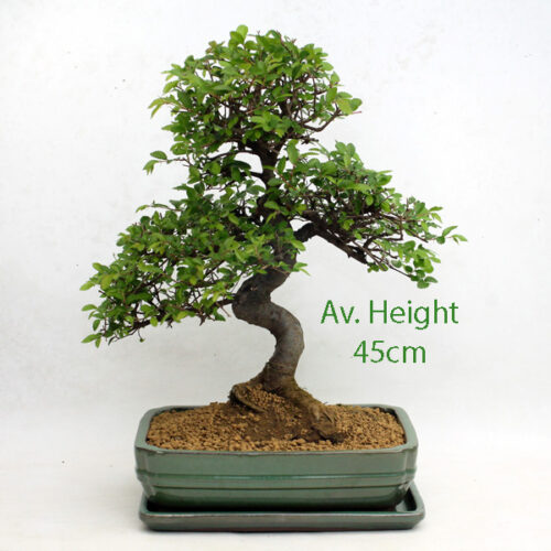 Large Chinese Elm Bonsai Tree Green Rectangle Pot And Tray available to buy from All Things Bonsai Sheffield Yorkshire with free UK delivery