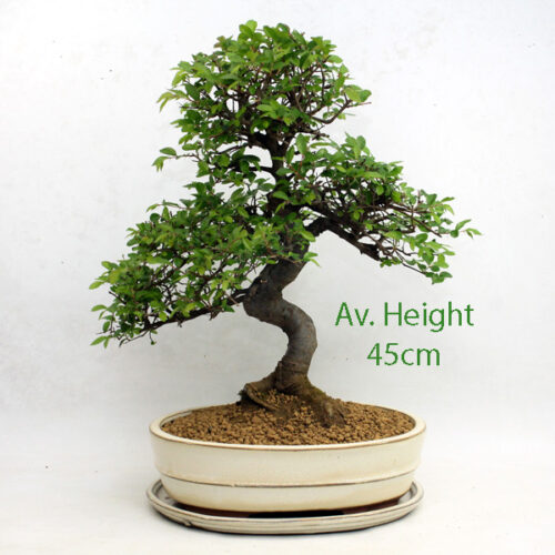 Large Chinese Elm Bonsai Tree Cream Oval Pot And Tray available to buy from All Things Bonsai Sheffield Yorkshire with free UK delivery