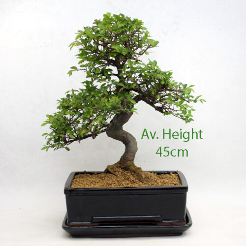 Large Chinese Elm Bonsai Tree Black Rectangle Pot And Tray available to buy from All Things Bonsai Sheffield Yorkshire with free UK delivery