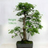 Oak Bonsai Tree Number 459 available to buy from All Things Bonsai Sheffield Yorkshire UK