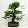 Oak Bonsai Tree Number 555 available to buy from All Things Bonsai Sheffield Yorkshire UK