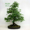 Ash Bonsai Tree Number 573 available to buy from All Things Bonsai Sheffield Yorkshire UK