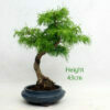 Golden Larch Bonsai Tree Number 612 available to buy from All Things Bonsai Sheffield Yorkshire with free UK delivery