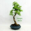 Golden Larch Bonsai Tree Number 307 available to buy from All Things Bonsai Sheffield Yorkshire with free UK delivery