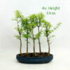 Golden Larch Starter Bonsai Forest Group 25cm Pot available to buy from All Things Bonsai Sheffield Yorkshire with free UK delivery