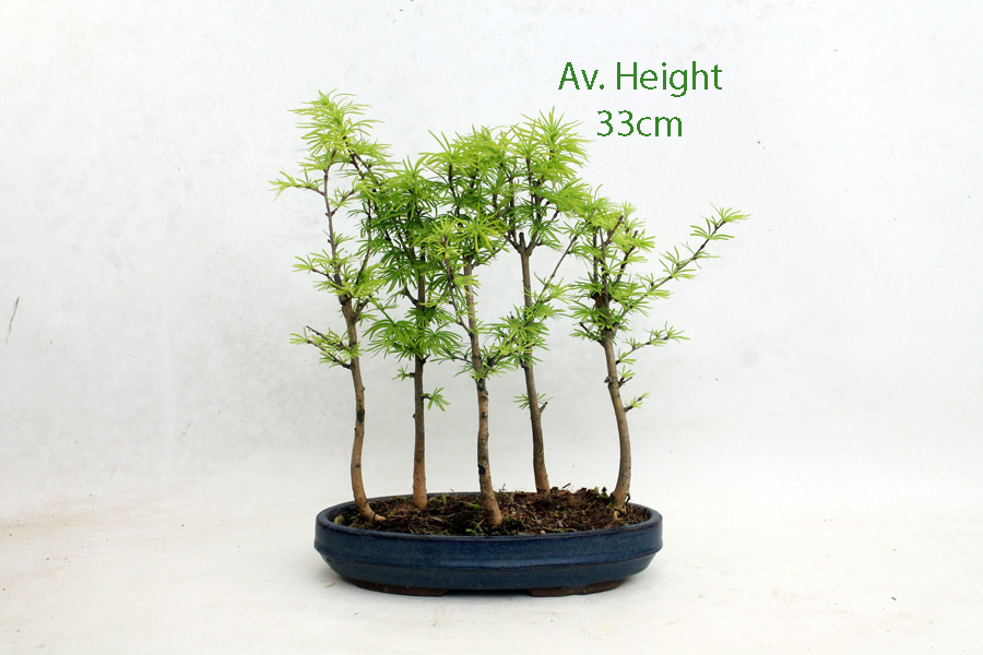 Golden Larch Starter Bonsai Forest Group 25cm Pot available to buy from All Things Bonsai Sheffield Yorkshire with free UK delivery Golden Larch Starter Bonsai Forest Group 25cm Pot available to buy from All Things Bonsai Sheffield Yorkshire with free UK delivery