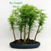 Golden Larch Starter Bonsai Forest Group 30cm Pot available to buy from All Things Bonsai Sheffield Yorkshire with free UK delivery