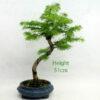 Golden Larch Bonsai Tree Number 439 available to buy from All Things Bonsai Sheffield Yorkshire with free UK delivery